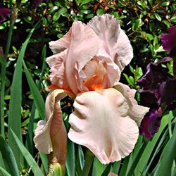 Ирис 'Пинк Эттрэкшн' / Iris germanica 'Pink Attraction'